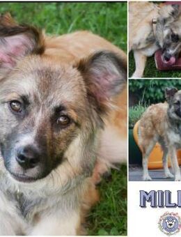 MILLI * geduldige Hundefreundin ❤️ - Duisburg