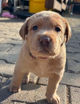 Labrador-Welpen, weiß, redfoxund braun - Bad Langensalza