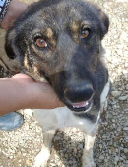 Sparky ist ein aufgeschlossener Bub 🐾 - Elsdorf (Nordrhein-Westfalen)