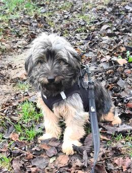 Quirliger Otto - Tholey