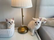 Bkh kitten - Castrop-Rauxel