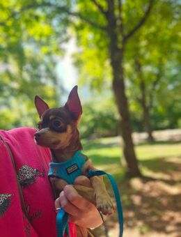 CHIHUAHUA RÜDE - Oberteuringen
