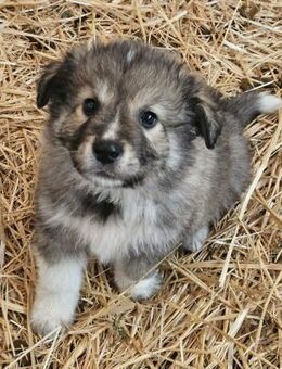 Welpenbub Leo 🤎 - Laufen