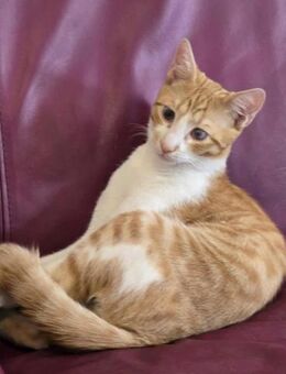 HARRY braucht sicheres Zuhause ♥️ - München