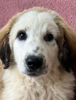 Bakis, geb. ca. 12/2024, GRIECHENLAND - Euskirchen