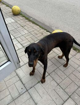 Lassi Ludogorsko (bulgarischer Laufhund) Hündin - Herne