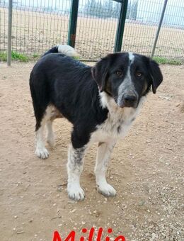 Millie- sanfte Junghündin 9/24 GRC - Ruppertsecken