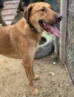 Aldo- aktiver, toller Rüde sucht Zuhause - Berlin