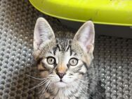 Maine Coon mix - Oelsnitz (Erzgebirge)