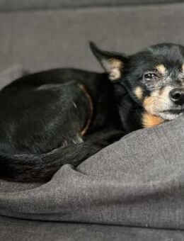 Tiffy -kleines Körbchen mit Herz gesucht - Elmshorn