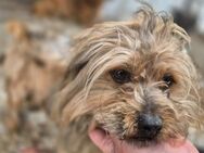 Lieber SHERLOCK sucht Liebe! - Neuberg