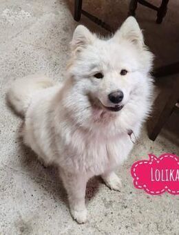 Lolika wünscht sich eine tolle Familie - Flörsheim-Dalsheim