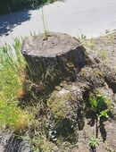 Wurzelfräsen ab 1 Euro in 16341