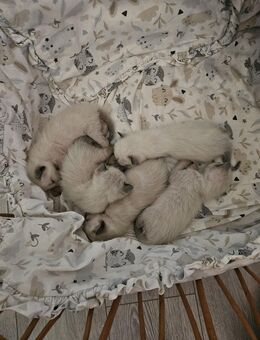 Siam Kitten - Alfeld (Leine)