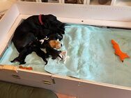 Hundemischlingswelpen geboren am 22.05.25 - Kuppenheim