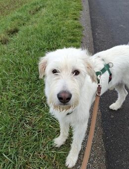 Luben - lieb und verspielt - Heppenheim (Bergstraße)