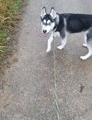 Siberian Husky Hündin 6 Monate alt sucht ein Zuhause in 74523