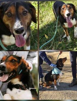 VINCENT braucht ‼️ ruhiges Zuhause ♥️ - München