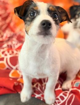 Jack Russel Welpen in gute Hände zu vergeben - Mönchengladbach