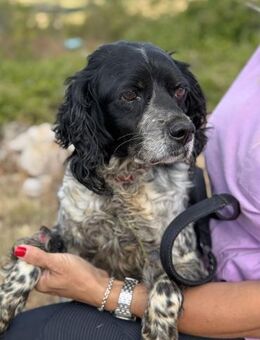 Dina deine neue Fellnasen-Freundin 💜 - München