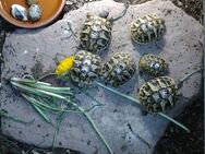 Griechische Landschildkröten (Testudo hermanni boettgeri) (Ostrasse) - Aichhalden