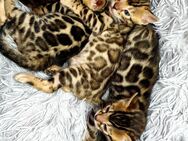 Bengal Kitten mit Stammbaum - Ingolstadt