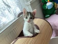 🌟 Babykatze Sorana  Kleines Wunder - Eislingen (Fils)