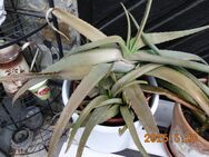 Aloe Vera zu verschenken - Overath