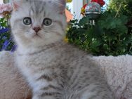 BKH Britisch Kurzhaar Katerchen darf Ende Juli in sein neues Zuhause umziehen - Baden-Baden