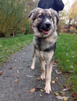 Traumhund Joey sucht Familie - Großefehn