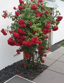 Freistehendes Einfamilienhaus - München