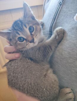 Zwei kitten nur zusammen abzugeben Männchen und Weibchen - Saarbrücken