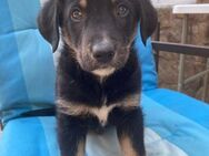 ✨ Zuckerschnute Welpe Finnley🌟 - Eislingen (Fils)