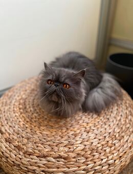 Wunderschöne Perserkatze – 3 Jahre, nicht sterilisiert – ruhig & gepflegt - Dresden