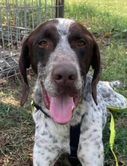 verschmuster, lieber Vito - Kallmünz