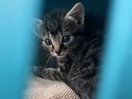 Kitten ab der 12 Woche abzugeben - Hessigheim