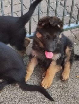Schäferhund - Beelitz