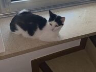 Private 2 hauskatze suchen neues zuhause - Spangdahlem