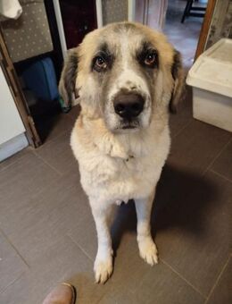 Sanfter Riese Bruno sucht Familie - Großefehn