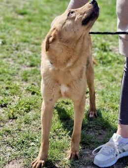 Freundliche SILVI sucht IHRE Menschen♥️‼ - München