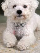 BICHON/FRIESE KLEINE RASSE in 41238