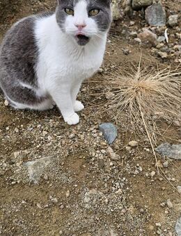 Maggy sucht ihr Gluck - Kirchheim (München)