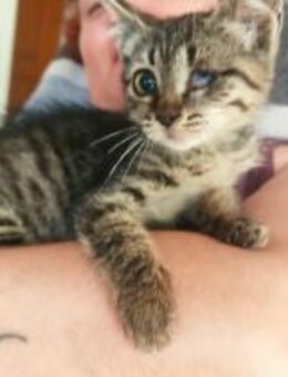 Jasmine aus dem Tierschutz - Grevenbroich