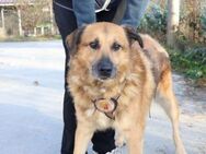Hi, ich bin Donny. Adoptierst du mich? - München