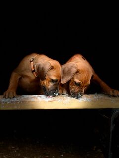 Rhodesien Ridgeback Welpen mit Papiere