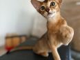 Kitten Abessinier Kitten Auszugsfertig geimpft gechippt Stammbaum Erbkrankheiten freiLinien in 58300