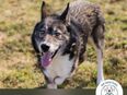 Collin: Lieber Hund mit Handicap in 63931
