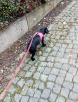 Muss leider meine Hündin angeben - Berlin