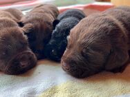 Labrador Welpen in Schoko und Schwarz M+W - Kaufering
