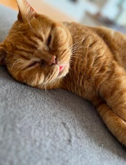 Reinrassiger BKH Kater in gute Hände zu vermitteln - Krefeld